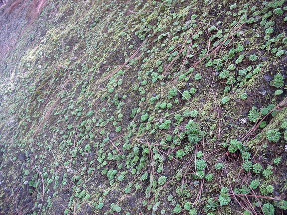 Остров Тенерифе