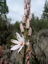 Остров Тенерифе