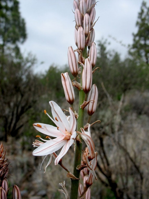Остров Тенерифе