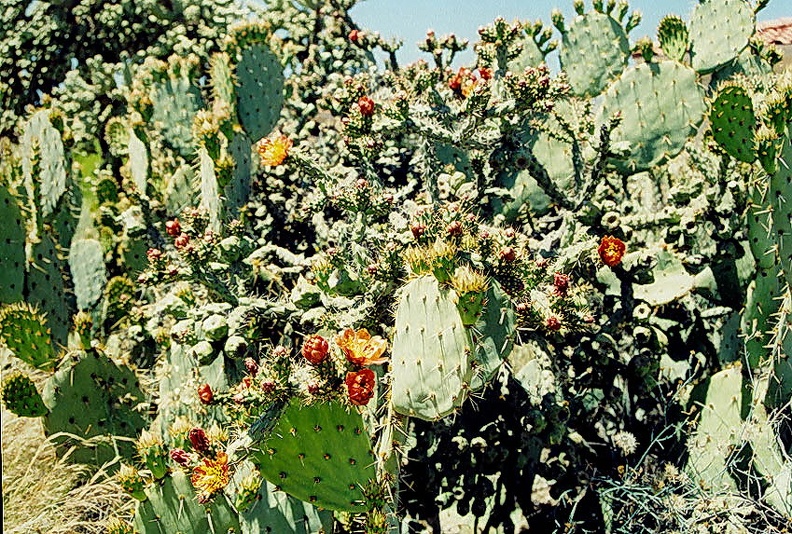 Tucson--20.jpg