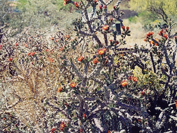 Окрестности Тьюсона (Аризона) (2048 відвідувань) Фото Порублёвой Ларисы (Киев) Окрестности Тьюсона (Аризона)