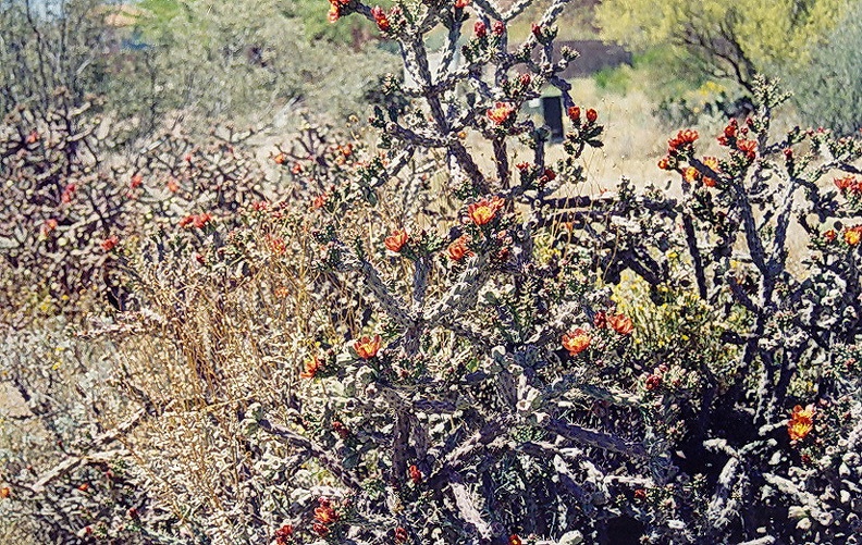 Tucson-16.jpg