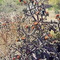 Tucson-16.jpg