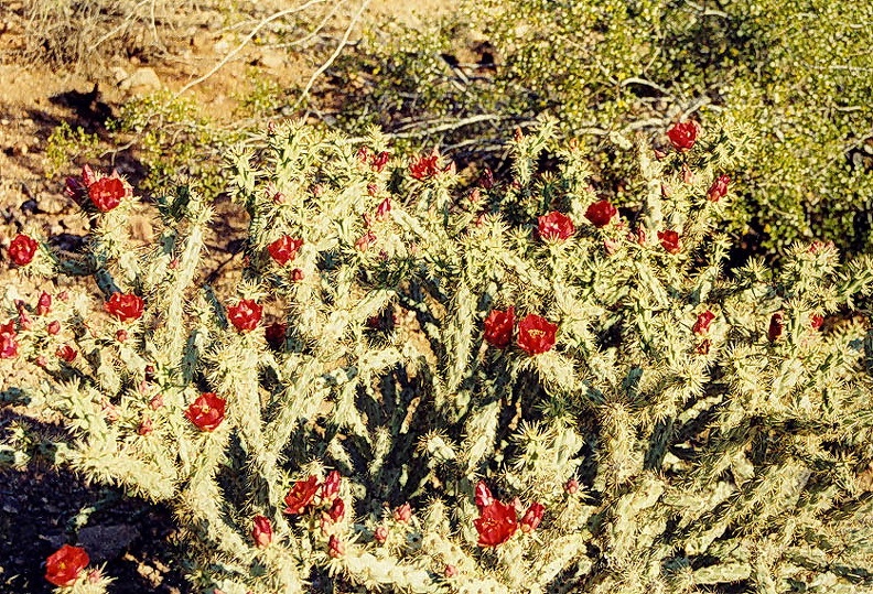 Tucson-17.jpg