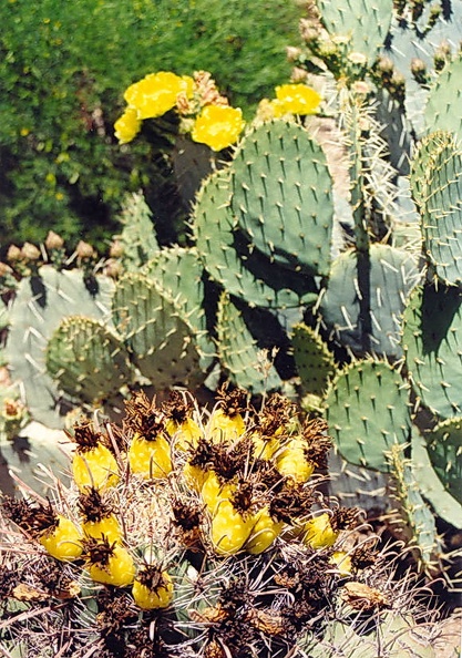 Tucson-2.jpg