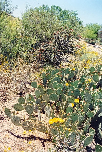 Tucson-22.jpg