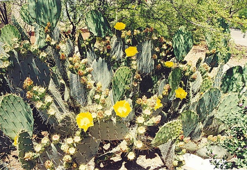 Tucson-23.jpg