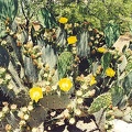 Tucson-23.jpg
