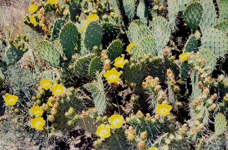 Tucson-24.jpg