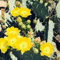 Tucson-3.jpg