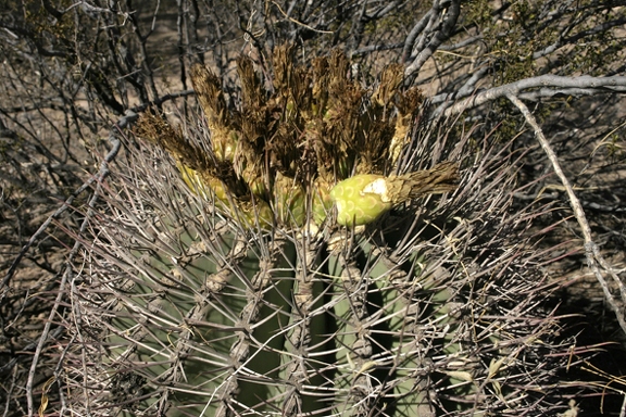 Поездка Олега Ковтуна (Украина) и Сергея Демо (США) в ноябре 2009
