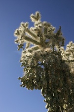 Поездка Олега Ковтуна (Украина) и Сергея Демо (США) в ноябре 2009