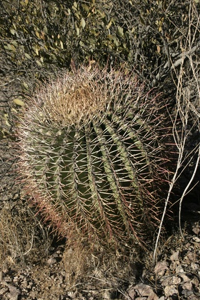 Поездка Олега Ковтуна (Украина) и Сергея Демо (США) в ноябре 2009