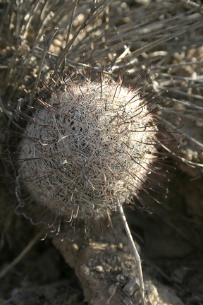 Поездка Олега Ковтуна (Украина) и Сергея Демо (США) в ноябре 2009