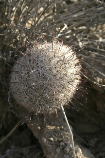 Поездка Олега Ковтуна (Украина) и Сергея Демо (США) в ноябре 2009