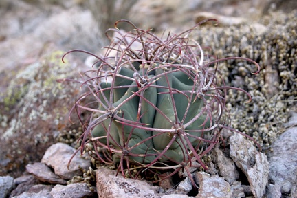 Поездка Олега Ковтуна (Украина) и Сергея Демо (США) в ноябре 2009