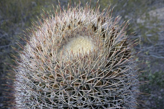 Поездка Олега Ковтуна (Украина) и Сергея Демо (США) в ноябре 2009