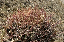 Поездка Олега Ковтуна (Украина) и Сергея Демо (США) в ноябре 2009