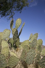 Поездка Олега Ковтуна (Украина) и Сергея Демо (США) в ноябре 2009