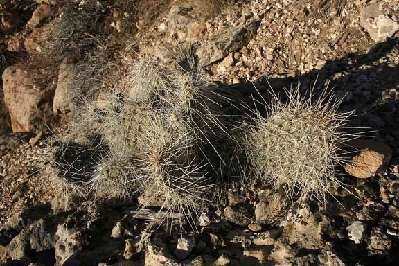 Поездка Олега Ковтуна (Украина) и Сергея Демо (США) в ноябре 2009