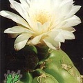 Календарик