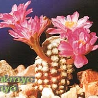 Календарик