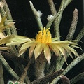 C 1