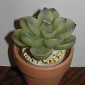 ECHEVERIA.JPG