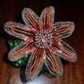 Astrophytum asterias cv. rote bluete :)