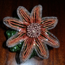 Astrophytum asterias cv. rote bluete :)
