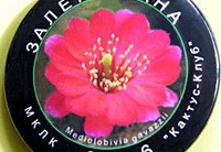 Zaletaevana  2006