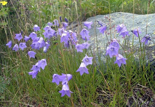 Поездка Анны Емельяновой на Алтай, июль 2009
