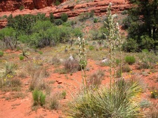 Аризона (США), 2009