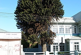 Поездка Сергея Червинко  в Чили, Аргентину зимой 2007