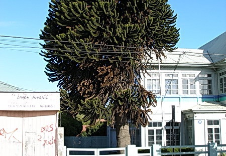 Поездка Сергея Червинко  в Чили, Аргентину зимой 2007