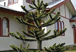 Поездка Сергея Червинко  в Чили, Аргентину зимой 2007