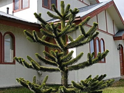 Поездка Сергея Червинко  в Чили, Аргентину зимой 2007