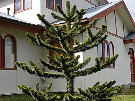 Поездка Сергея Червинко  в Чили, Аргентину зимой 2007