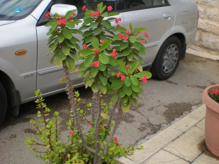 На улице Хайфы