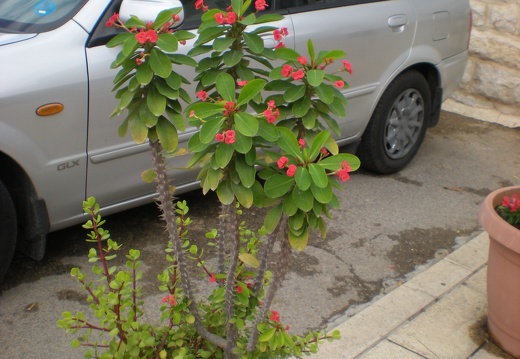 На улице Хайфы