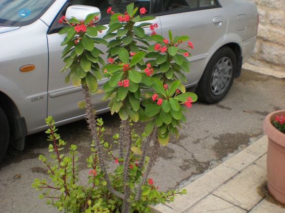 На улице Хайфы