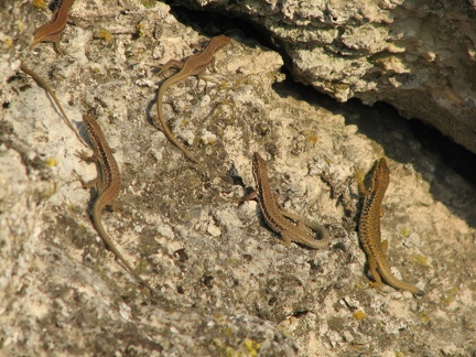 Поездка украинских кактусоводов в Крым, сентябрь 2008