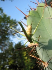 Поездка украинских кактусоводов в Крым, сентябрь 2008