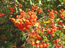 Поездка украинских кактусоводов в Крым, сентябрь 2008