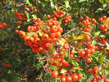 Поездка украинских кактусоводов в Крым, сентябрь 2008