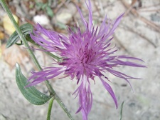 Поездка украинских кактусоводов в Крым, сентябрь 2008