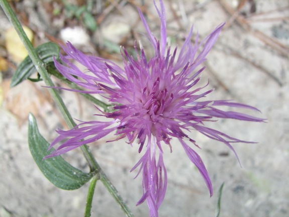 Поездка украинских кактусоводов в Крым, сентябрь 2008