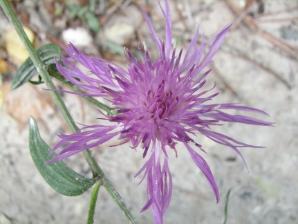 Поездка украинских кактусоводов в Крым, сентябрь 2008