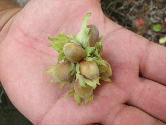 Поездка украинских кактусоводов в Крым, сентябрь 2008