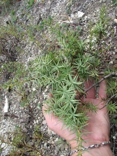 Поездка украинских кактусоводов в Крым, сентябрь 2008